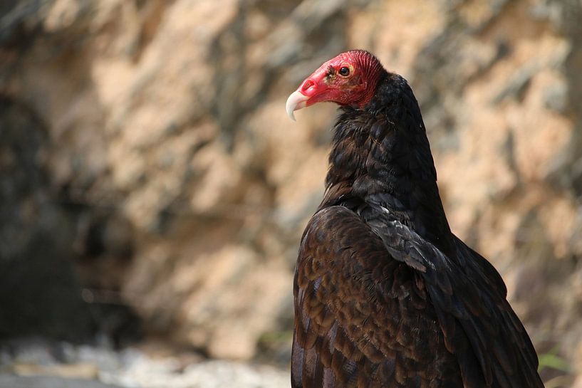 Vautour turc, Cathartes aura in profiel par Imladris Images