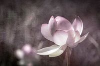 Lotos Blume in sanftem Licht