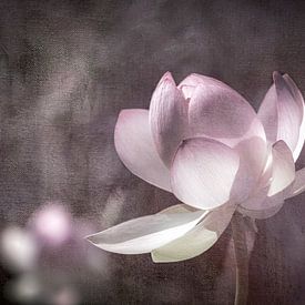Fleur de lotus dans une lumière douce sur ahafineartimages