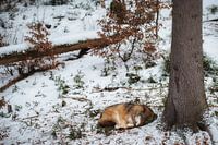 Sleeping wolf