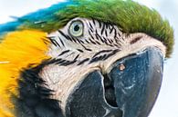 Macaw van Aad Clemens thumbnail