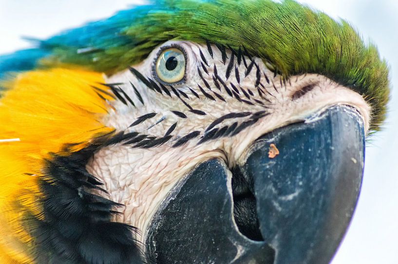 Macaw by Aad Clemens