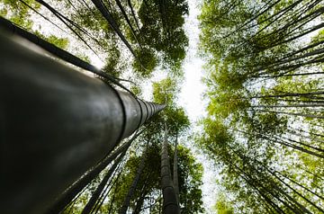 Bambuswald in Kyoto -Japan von Michael Bollen