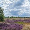 Blühende Heidelandschaft mit Schafen, Loonse und Drunense Dünen von Rietje Bulthuis