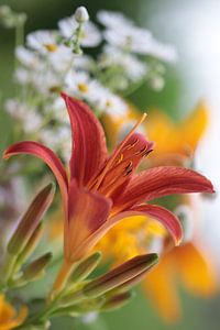 Impression de jardin de lis de feu