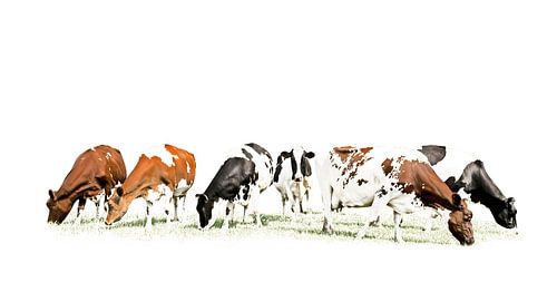 Koeien in stijlvol minimalistisch landschap