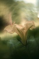 Squash blossom