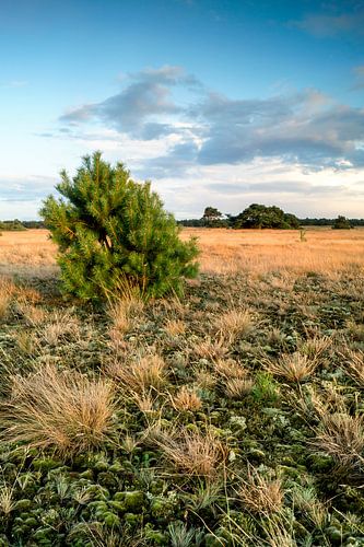 Mos - Veluwe