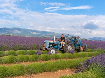 De lavendeloogst in de Provence van Hillebrand Breuker