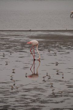 Flamingo tussen vogeltjes van Erna Haarsma-Hoogterp