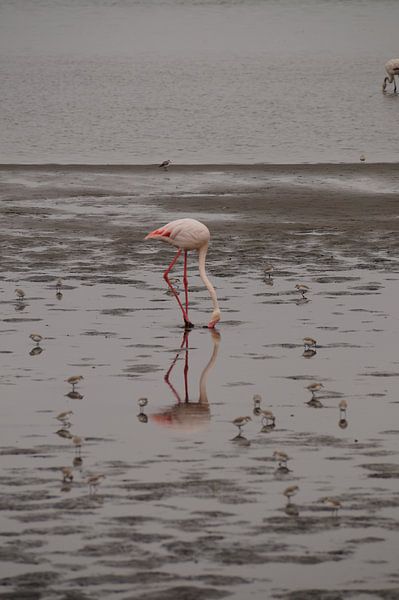 Flamingo tussen vogeltjes von Erna Haarsma-Hoogterp