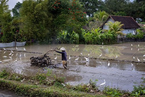 Landschaft auf Bali 4