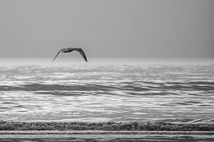Wind unter meinen Flügeln