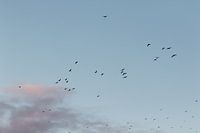 Weg vliegende vogels. Meeuwen. Natuur. Pastelkleuren. Fine art fotografie.