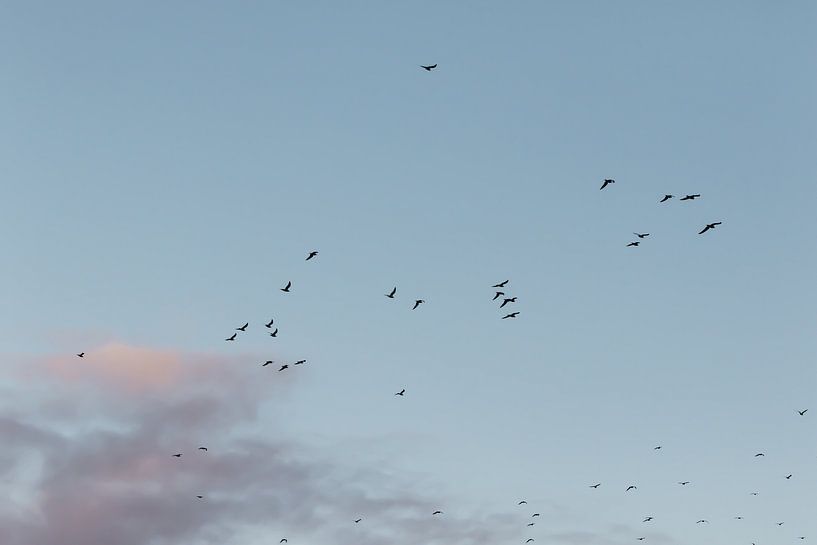 Birds flying away. Gulls. Nature. Pastel colors. Fine art photography. by Quinten van Ooijen