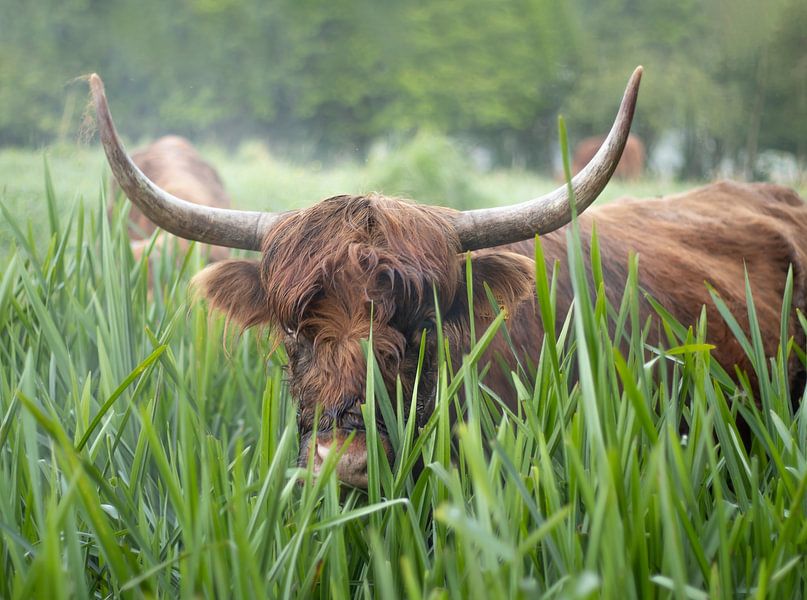 Scottish highlander in green by Bas Ronteltap