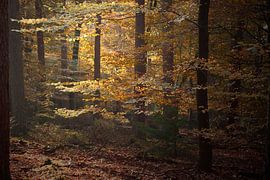 Herbstlicher Wald von John Leeninga
