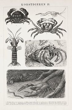 Antique engraving Crustaceans II by Studio Wunderkammer