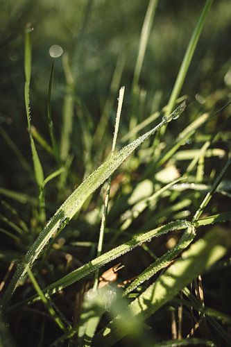 Dauw op een grasspriet