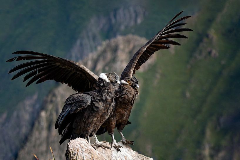 Condor by Niki Radstake