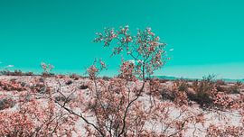 Desert Flowers Photo Canvas – Colourful Nature Photography Wall Decoration06 by FotoDennis.com | Werk op de Muur