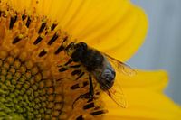 Biene auf dem Rand einer Sonnenblume