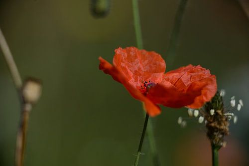 Mohn