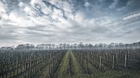 Orchard