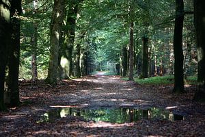 Eine Allee durch den Wald