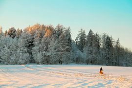 Winterausflug durch die vereisten Kiefern von Inspiration