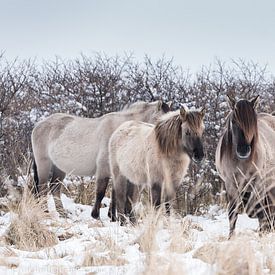 Paarden in de sneeuw van Paul Algra