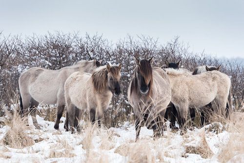 Paarden in de sneeuw