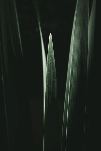 Cane leaves by Jan