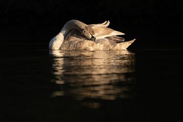 Young swan by Ronald Buitendijk Fotografie