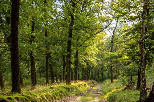Bospad op Veluwe in Nederland