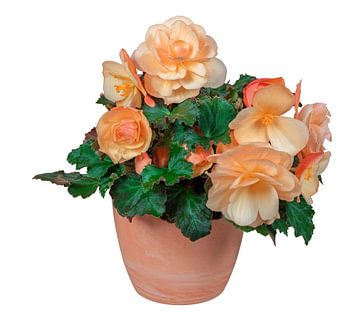 Bloeiende begonia bloem in een pot op een witte achtergrond