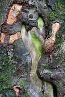 Baum Abstrakt