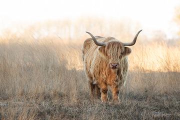 Schotse hooglander koe in de winterzon van KB Design & Photography (Karen Brouwer)