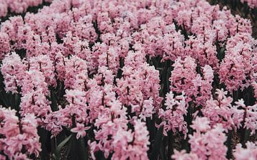 Pastel roze Hyacinten | Botanische fotografie | Nederland, Europa van Sanne Dost
