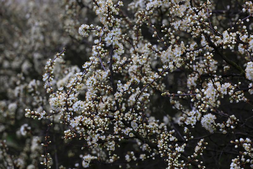 Spring blossoms by Thomas Jäger