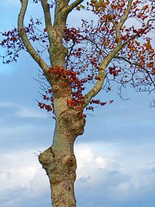 Baum