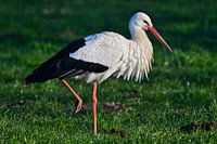 The white stork