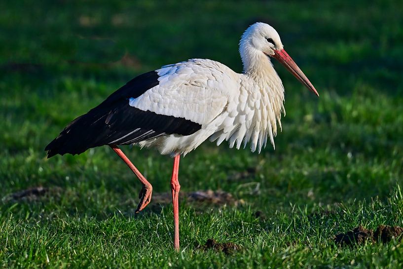The white stork by Bernhard Kaiser