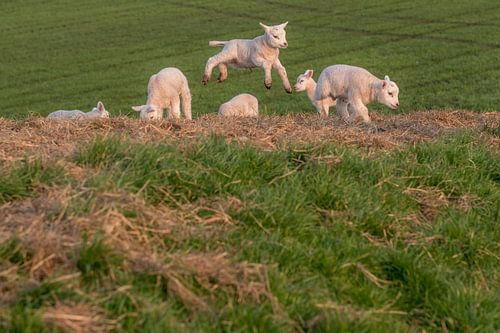 Vreugdesprongetje lammetje