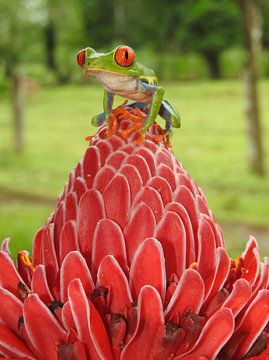 Roodoog boom kikker in Costa Rica von Daniëlle van der meule