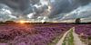 Blühende Heidelandschaft auf der Gasterse Duinen von Arthur Puls Photography Miniaturansicht