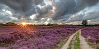 Flowering heathland on the Gasterse Duinen