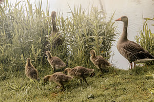 Volg de leider – De ganzenfamilie