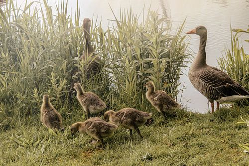 Volg de leider – De ganzenfamilie van Pix-Art by Naomi.k