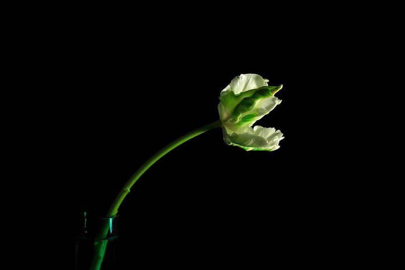 Elegance by Thomas Jäger